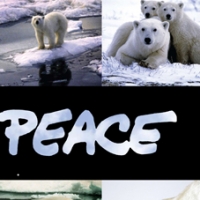 greenpeace-polarbear