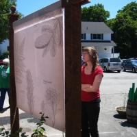 4-nativeplantdisplaysm